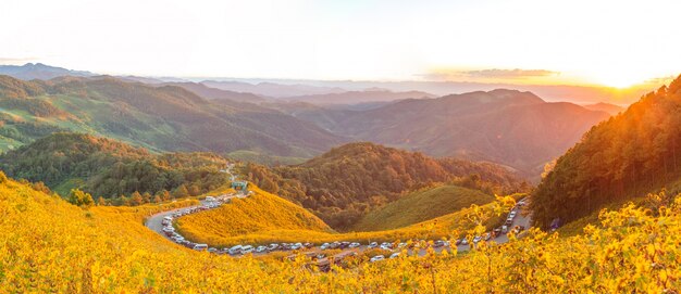 Mexikanisches Sonnenblumenfeld Panorama