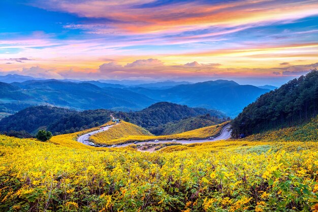 Mexikanisches Sonnenblumenfeld Tung Bua Tong bei Sonnenuntergang, Provinz Mae Hong Son in Thailand.