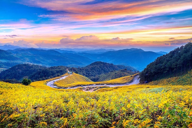 Mexikanisches Sonnenblumenfeld Tung Bua Tong bei Sonnenuntergang, Provinz Mae Hong Son in Thailand.