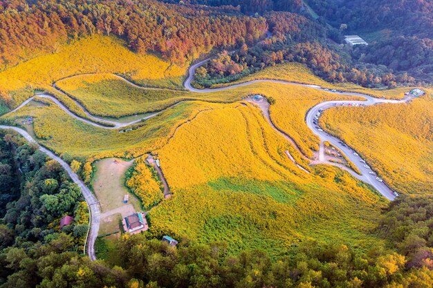 Mexikanisches Sonnenblumenfeld Tung Bua Tong in der Provinz Mae Hong Son in Thailand.