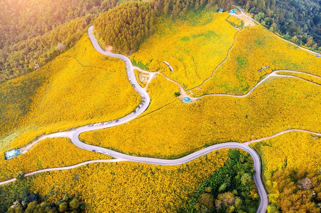 Mexikanisches Sonnenblumenfeld Tung Bua Tong in der Provinz Mae Hong Son in Thailand.