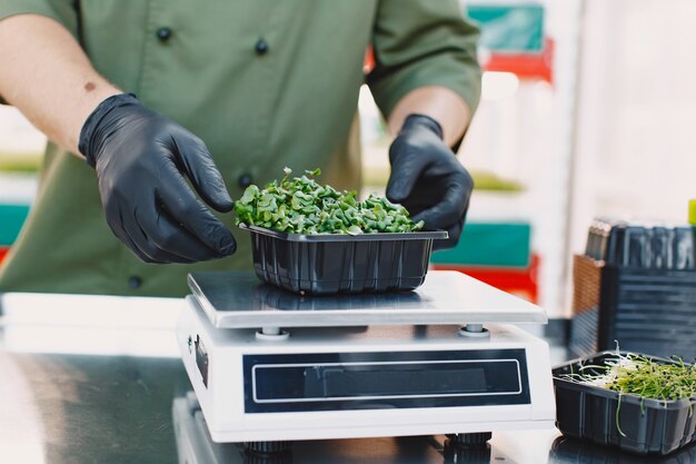 Microgreen Korund Koriander sprießt in männlichen Händen. Rohe Sprossen, Microgreens, gesundes Ernährungskonzept. Mann packt in Kisten.