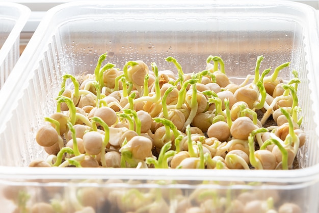 Kostenloses Foto microgreens. wachsende gekeimte erbsen schließen nahansicht.