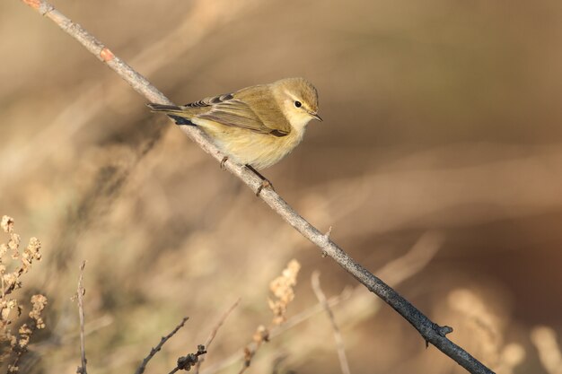 Migrant Common chiffchaff Phylloscopus collybita,