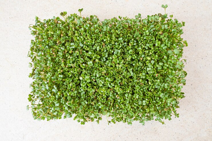 Kostenlose Foto mikrogrüns. gekeimte senfkörner auf einem tisch. draufsicht.