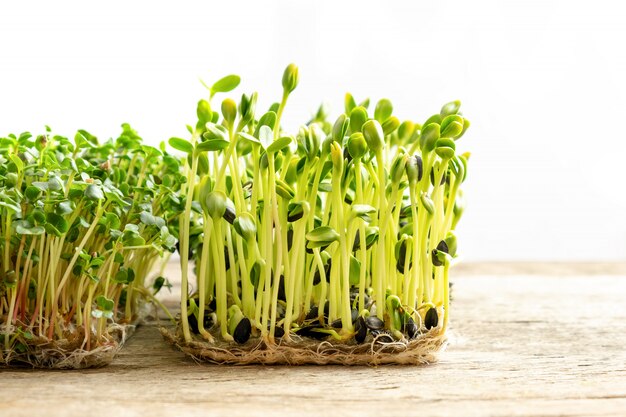 Mikrogrüns. Gekeimte Sonnenblumenkerne, Nahaufnahme.