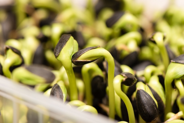 Mikrogrüns. Gekeimte Sonnenblumenkerne, Nahaufnahme.