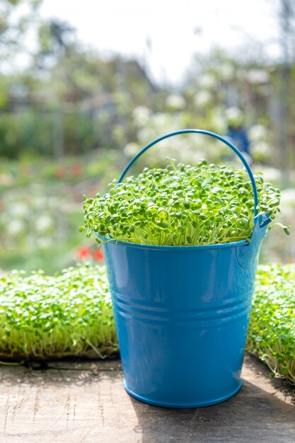 Mikrogrüns. Nahaufnahme des wachsenden gekeimten Rucola.