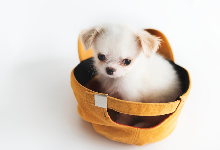 Kostenlose Foto miniatur-chihuahua-hundekonzept