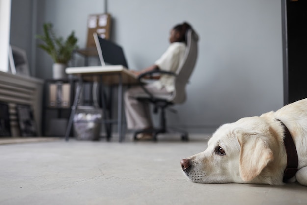Minimales seitenansichtporträt eines großen weißen hundes, der im büroinnenraum auf dem boden liegt, mit menschen, die im hintergrund arbeiten, haustierfreundlicher arbeitsplatz, kopierraum
