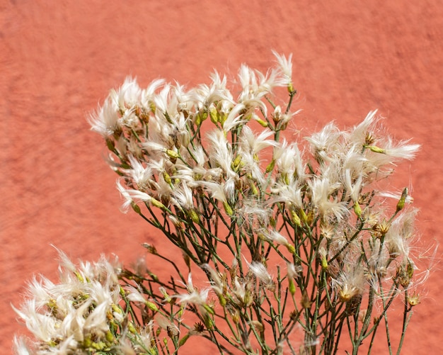 Kostenloses Foto minimalistische anordnung natürlicher pflanzen