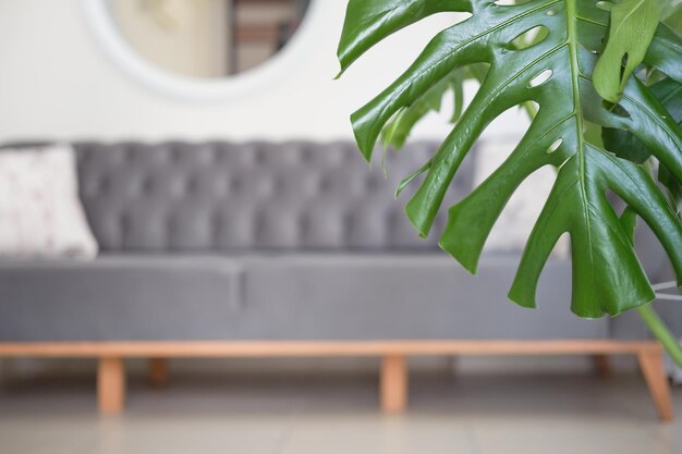 Minimalistisches Wohnzimmer-Interieur, selektiver Fokus auf Monstera-Blatt, verschwommener Fokus auf Sofa auf Keramikboden, skandinavische Wohnidee für Zuhause