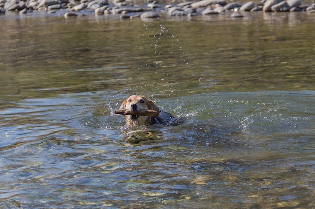 Mischlingshund schwimmt fröhlich im Bach mit dem Stock im Maul