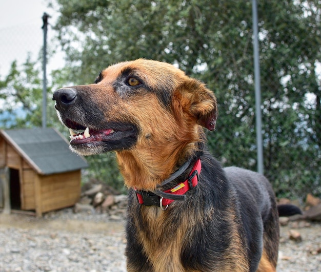 Kostenloses Foto mischung aus einem rottweiler und einem deutschen schäferhund in einem zwinger in der nähe einer hundehütte