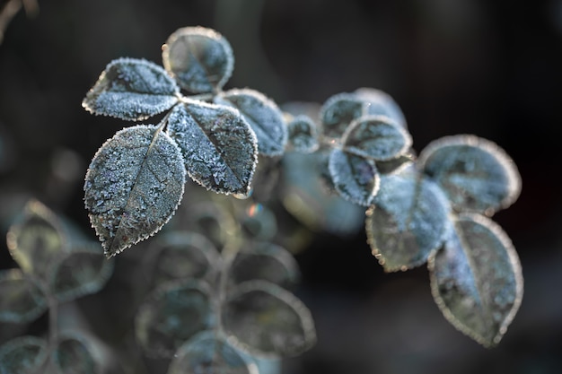 Mit Frost bedeckte Zweige. Frostige Pflanzen am frühen Morgen in der kalten Jahreszeit.