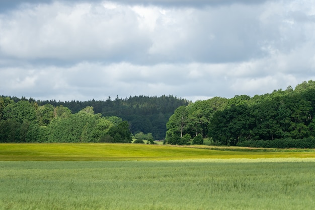 Mit Gras und Bäumen bedecktes Feld unter dem blauen Wolkenhimmel - ideal für Tapeten