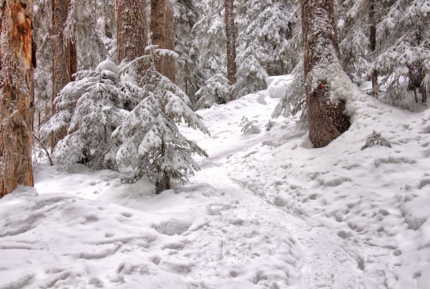 Mit Schnee bedeckte Bäume