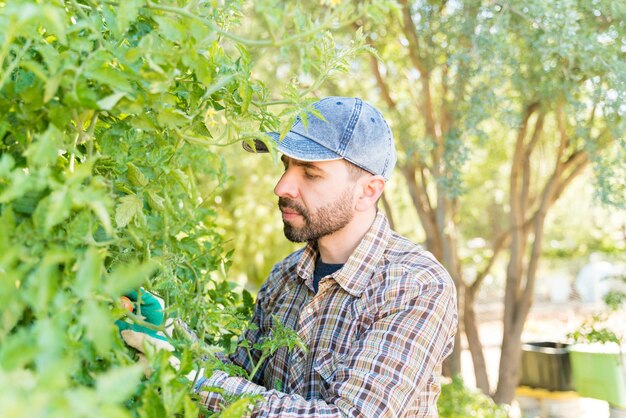 Mitte erwachsener Bauer untersucht Tomatenpflanzen im Gemüsegarten