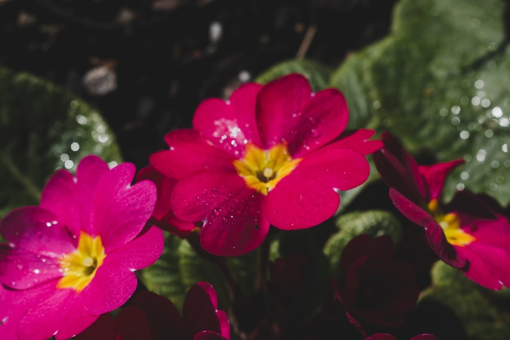 Kostenlose Foto moderne florale komposition mit elegantem stil