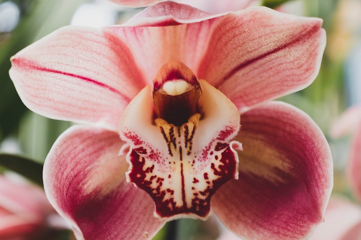 Kostenlose Foto moderne florale komposition mit elegantem stil