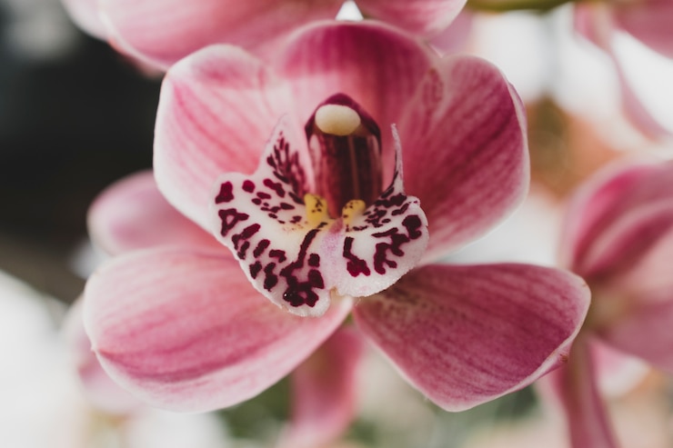 Kostenlose Foto moderne florale komposition mit elegantem stil