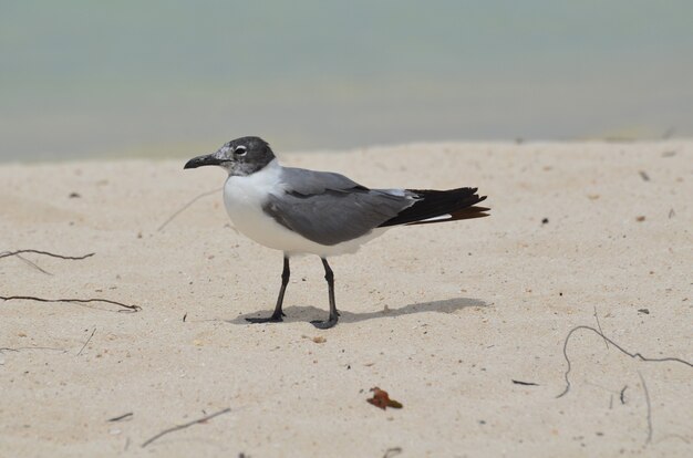 Möwe, die an einem weißen Sandstrand in der Karibik spazieren geht