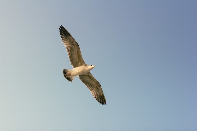 Möwe fliegt