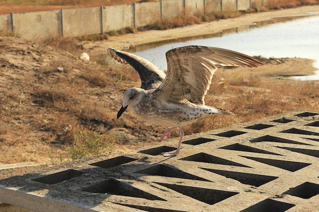 Möwe mit einem schwarzen Schnabel, umgeben von Gras und einem Teich im Sonnenlicht tagsüber