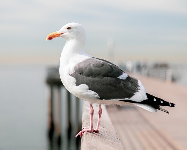 Möwe mit schwarzem Rücken und unscharfem Hintergrund