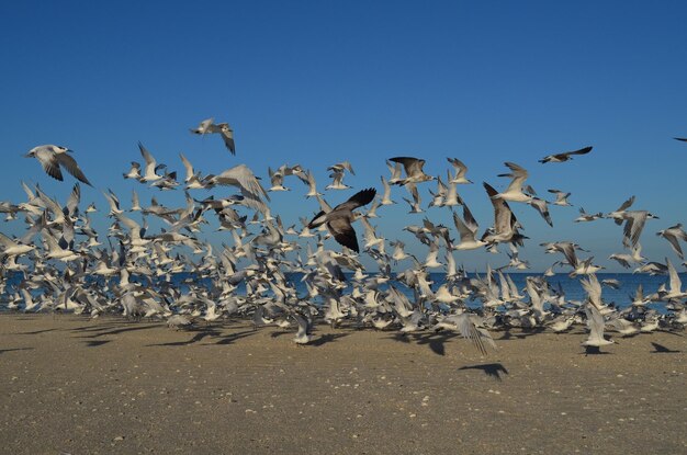 Möwen fliegen über dem Ufer des Strandes von Naples Florida.