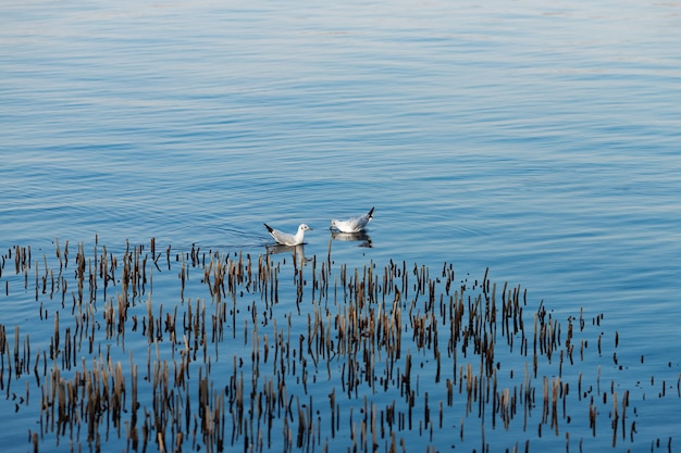 Kostenloses Foto möwen schwimmen auf dem wasser