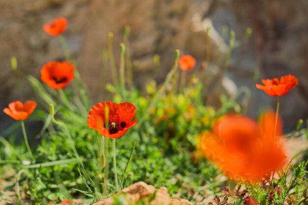 Mohnblumen, die rote Mohnblumen in einer Lichtung blühen, schöne Frühlingsblumen mit selektiver Unschärfe, weicher Fokus, rotes Blumenmuster oder Rahmen