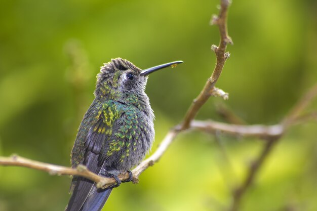 Molliger Kolibri mit tropfendem Nektar auf seinem Schnabel, stehend auf einem Ast in einem grünen Wald