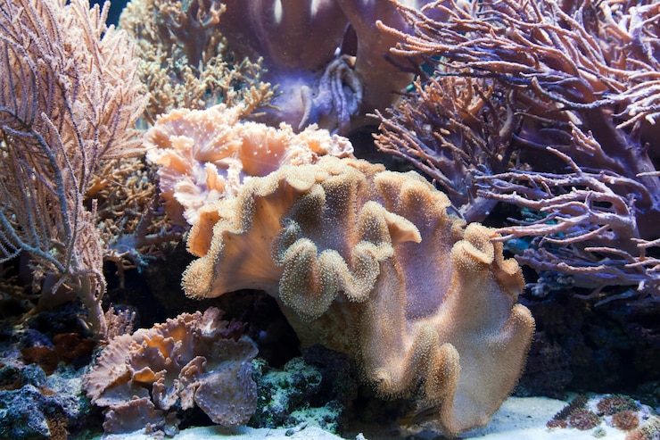 Kostenlose Foto mollucs und meerestiere
