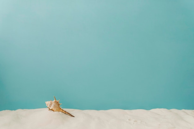 Mollusk auf Sand auf blauem Hintergrund