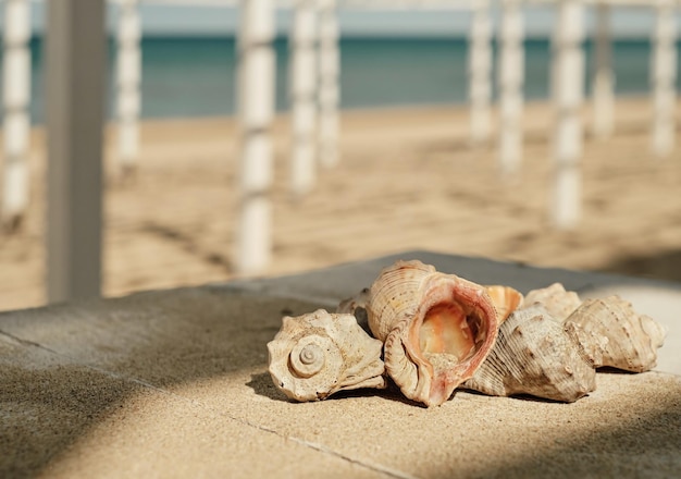 Mollusk Rapana selektive Fokusschalen auf einem Holzdeck unter einem Baldachin an einer sandigen Küste Strandurlaub und Entspannungsidee für den Hintergrund