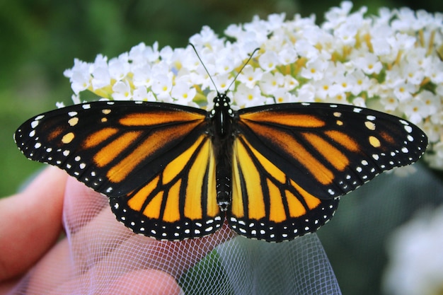 Kostenloses Foto monarch auf weißen blumen