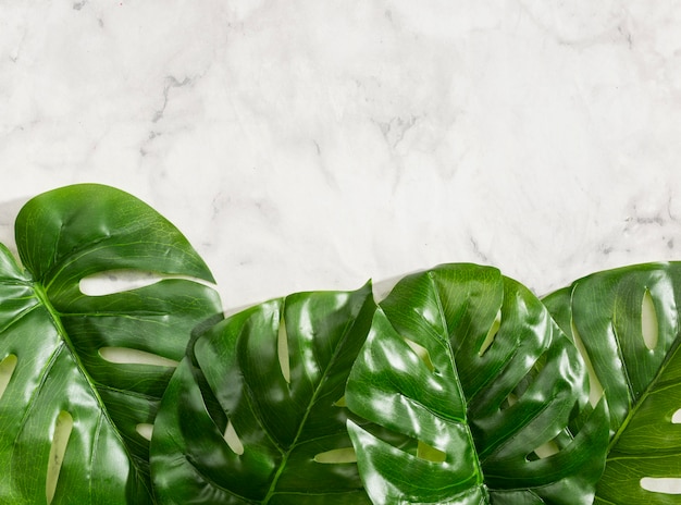 Monstera Blätter auf Marmor Hintergrund