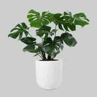 Kostenloses Foto monstera deliciosa pflanze im topf