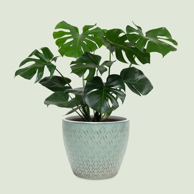 Monstera deliciosa Pflanze im Topf