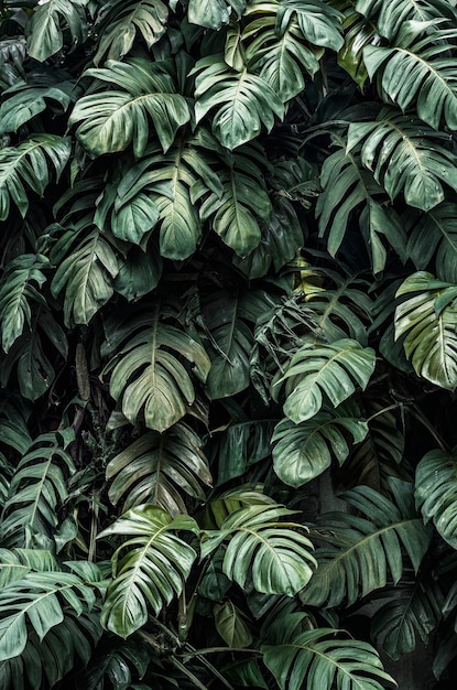 Monstera deliciosa Pflanzenblätter in einem Garten