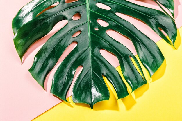 Monstera grünes Blatt auf Gelb