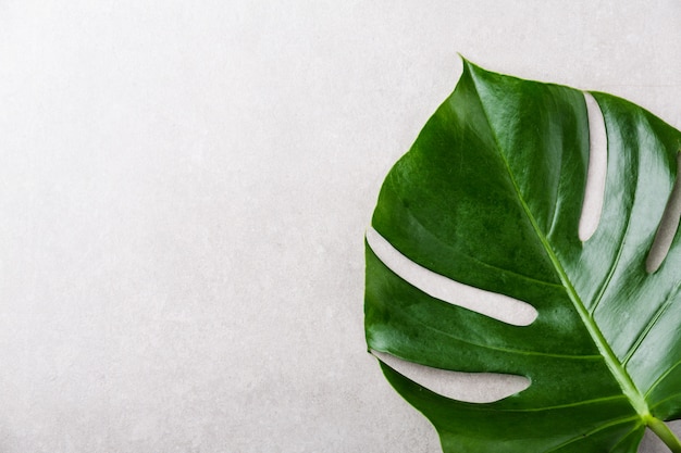 Monstera grünes Blatt auf Grau