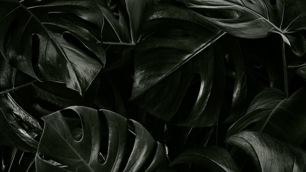 Monstera tropische Blätter Hintergrundbild