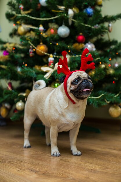 Mops mit Rotwildgeweih. Glücklicher Hund. Weihnachtsmops Hund. Weihnachtsstimmung. Ein Hund in der Wohnung.