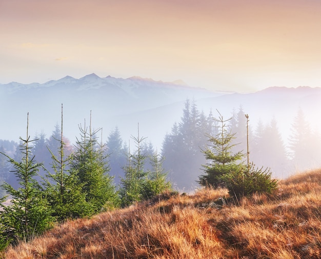 Morgennebel kriecht mit Fetzen über den mit goldenen Blättern bedeckten herbstlichen Bergwald. Schneegipfel majestätischer Berge im Hintergrund