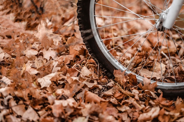 Mountainbike auf Herbstlaub