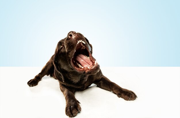 Müde nach einem guten spaziergang. schokoladen labrador retriever hund