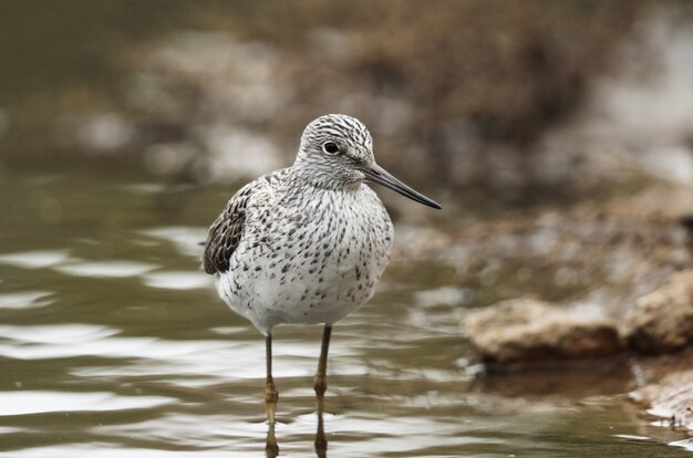 Müder Frühlingsmigrant Gemeiner Grünschenkel Tringa nebularia