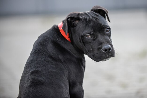 Müder Staffordshire Bullterrier, der bei Tageslicht auf dem Boden sitzt